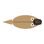 Jaw Position and Length: Intermediate