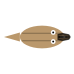 Mouth Width: Mid