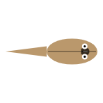 Tail Length: Long